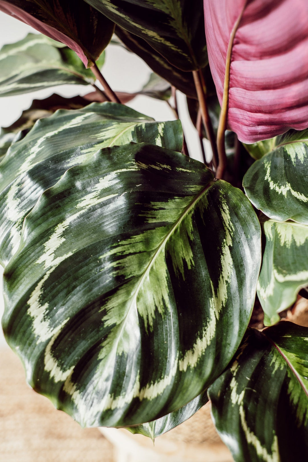 Calathea Medaillon