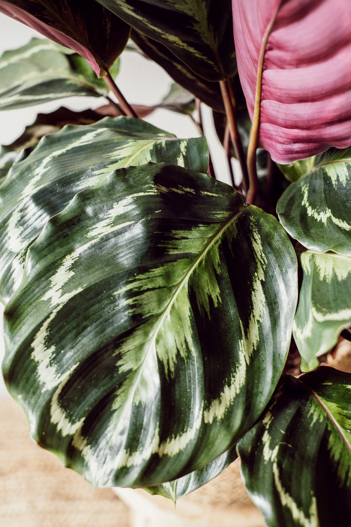 Calathea Medaillon