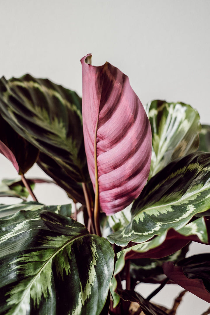 Calathea Medaillon