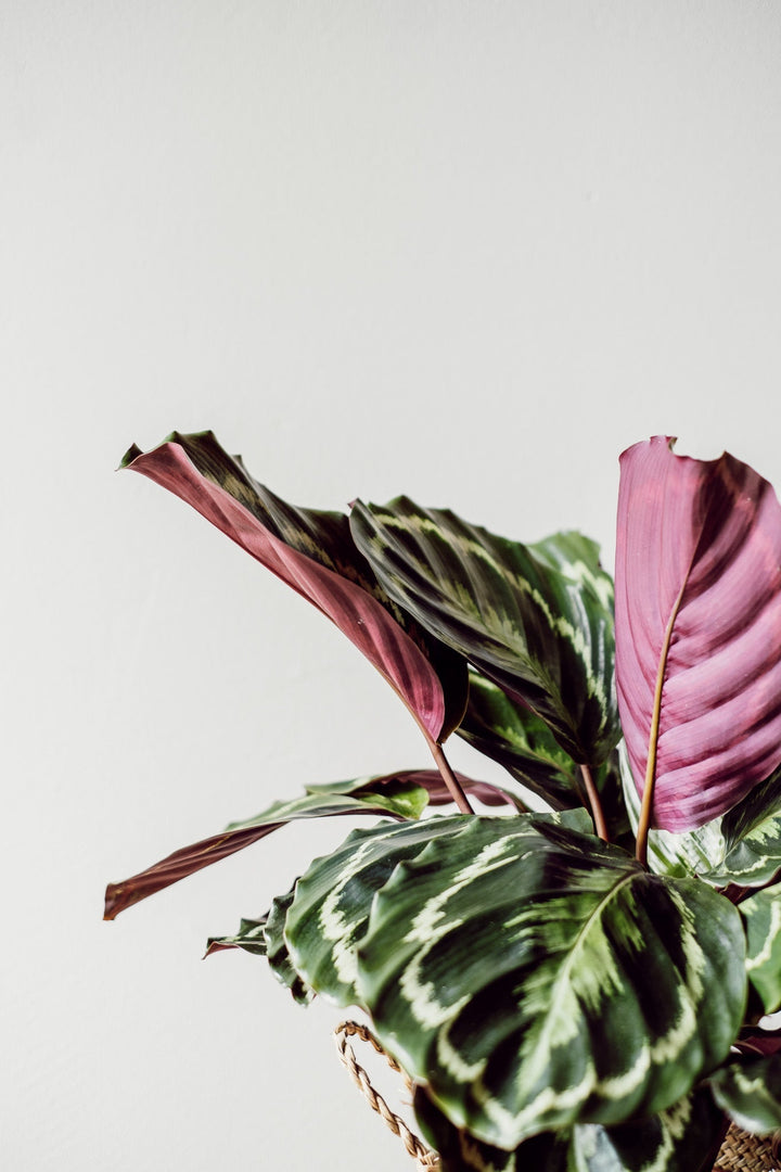 Calathea Medaillon