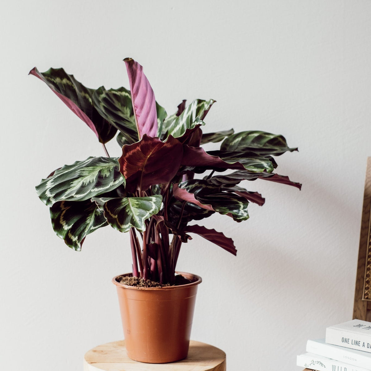 Calathea Medaillon - Pflegeleichte Pflanze