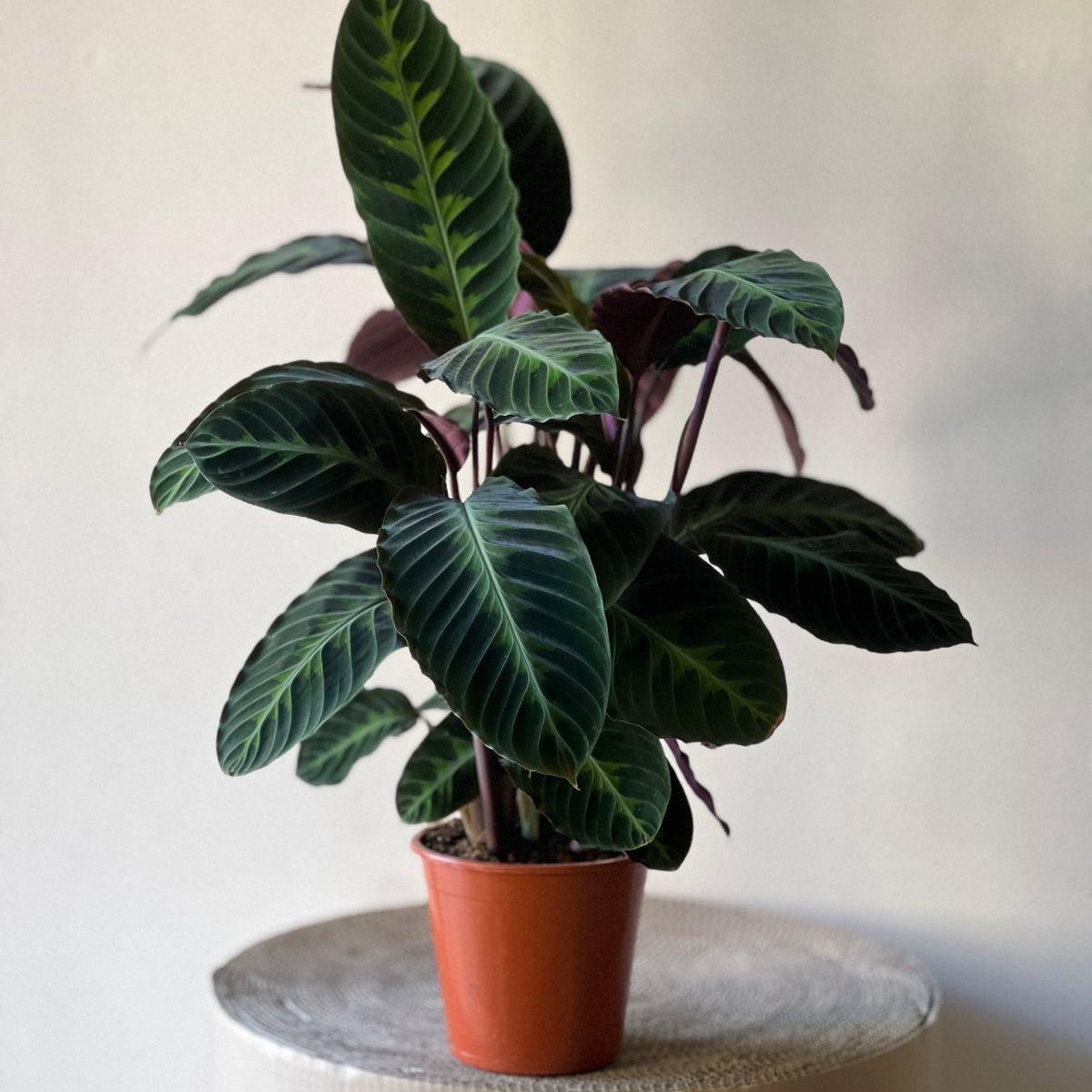 Calathea Warscewiczii - Exotische Blattpflanze