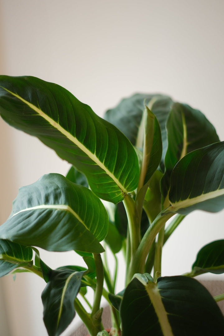 Dieffenbachia Green Magic