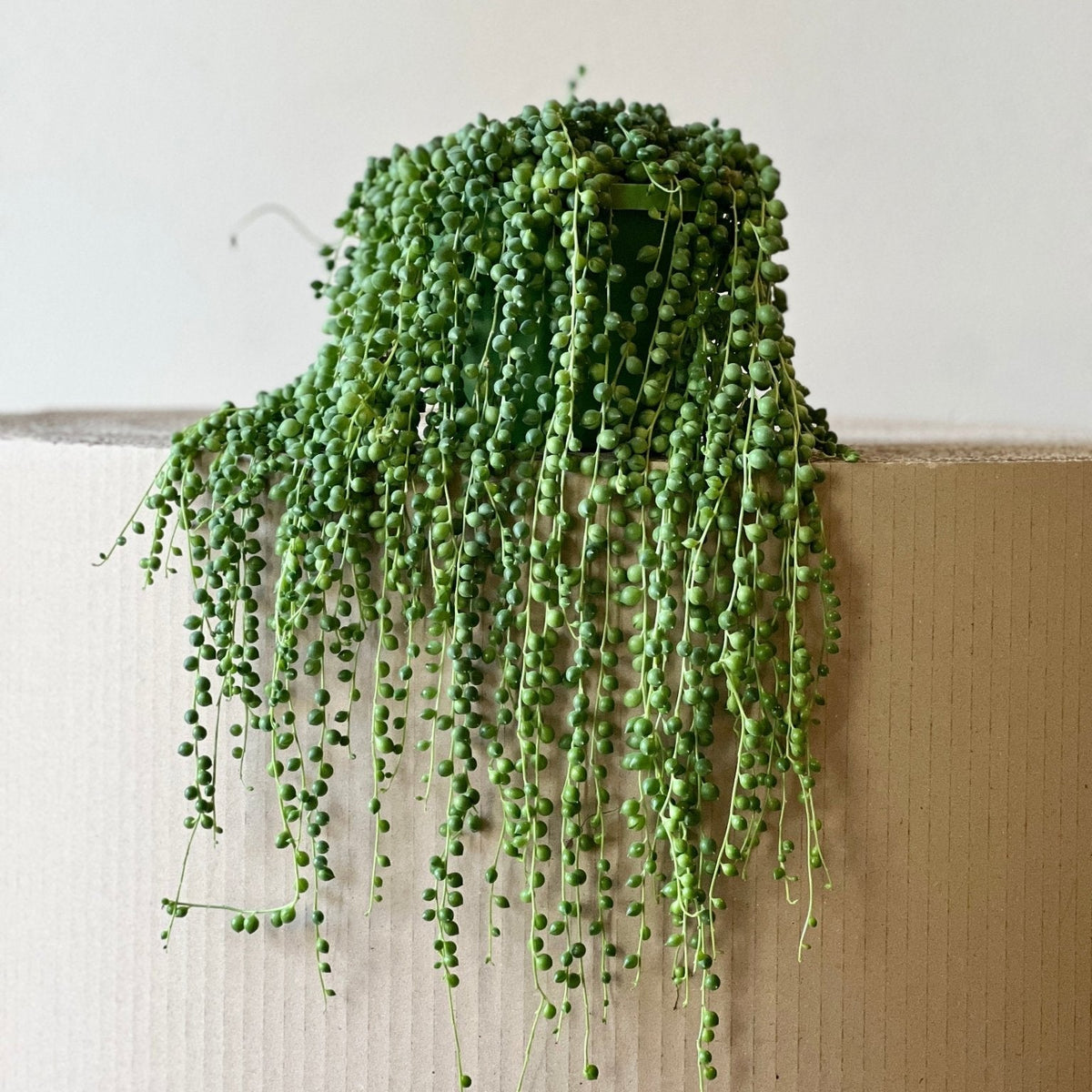 Erbsenpflanze – Senecio Rowley - Pflegeleichte Pflanze