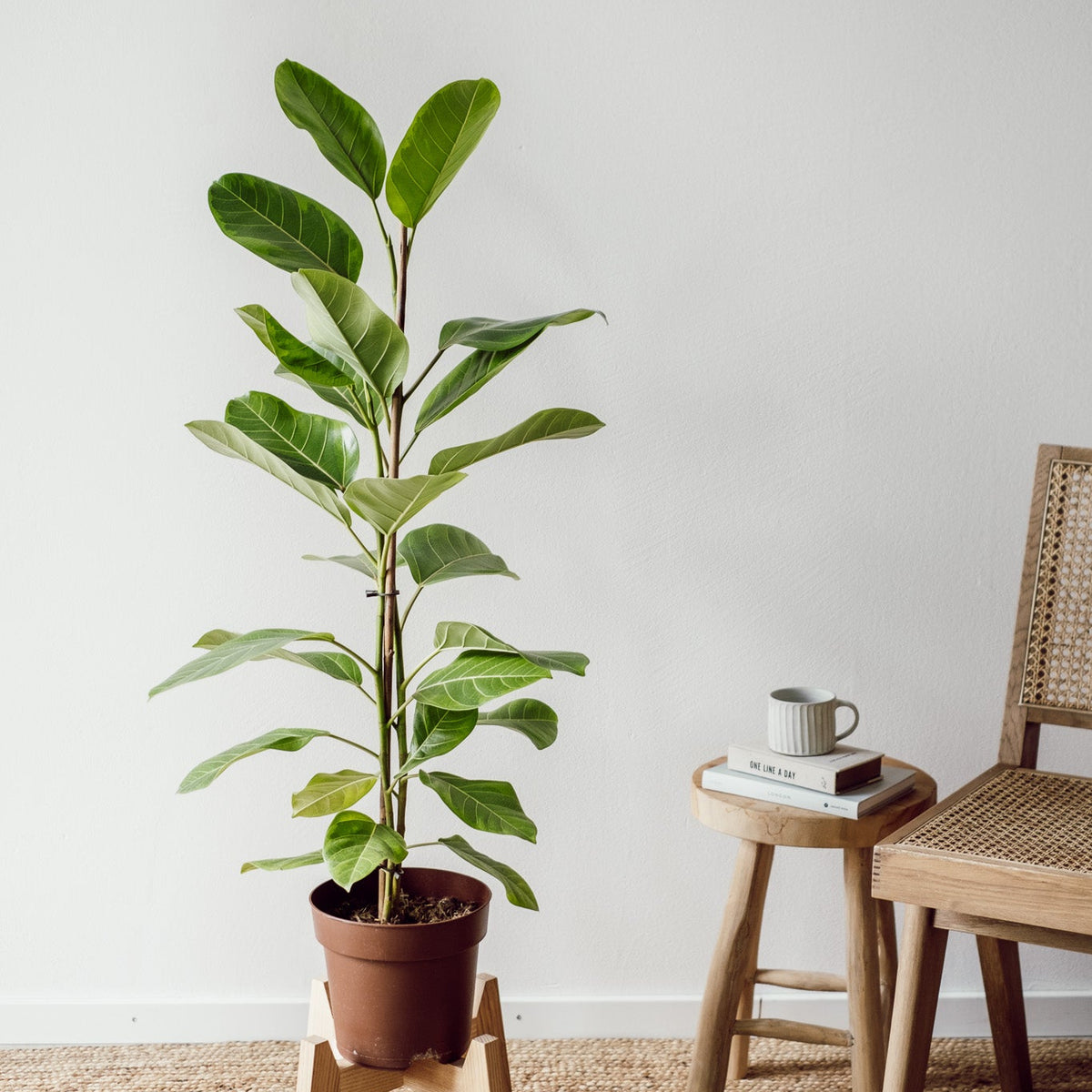 Ficus Altissima Yellow - Exotische Pflanze