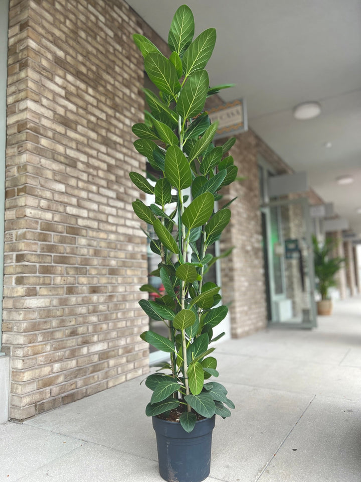 Eine große Ficus Benghalensis Audrey – XXL Pflanze von Viva tu Casa, mit glänzend grünen Blättern, steht auf einem Betongehweg vor einer Backsteinmauer. Im Hintergrund hebt der Eingang eines Gebäudes einen idealen halbschattiger Ort für gedeihende Zimmerpflanzen hervor.
