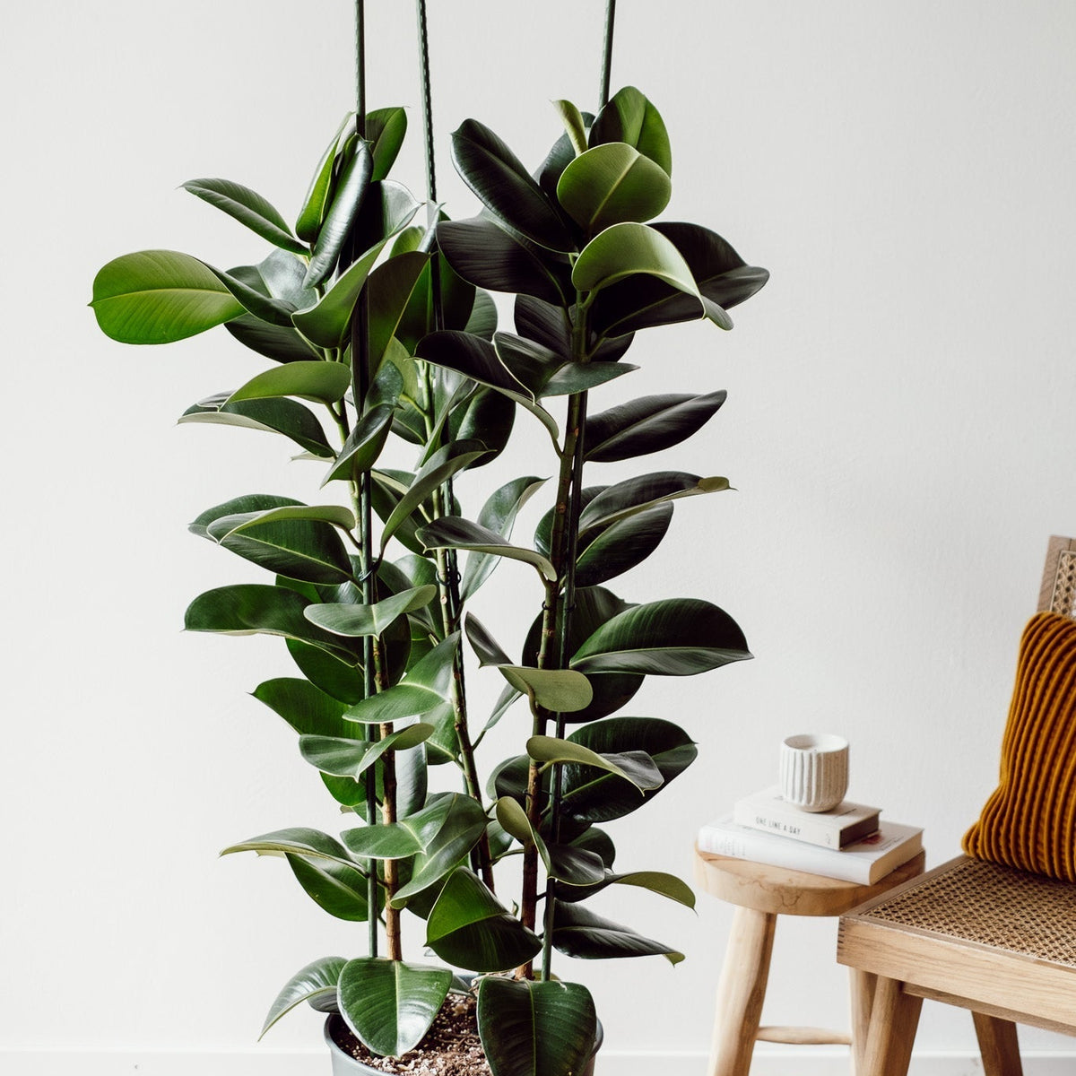 Ficus Elastica Cloë XXL Pflanze