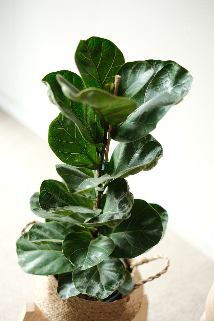 Ficus Lyrata Bambino