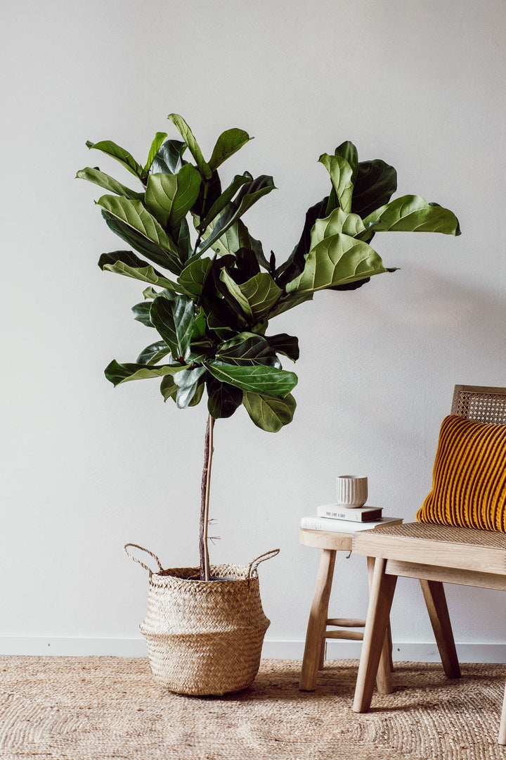 Ein Ficus Lyrata - Baum für dein Zuhause von Viva tu Casa, eine beliebte Wahl für Zimmerpflanzen, steht in einem geflochtenen Korb auf einem strukturierten Teppich neben einer Holzbank mit einem senfgelben Kissen. Zwei Bücher und eine kleine Kerze ruhen auf der Bank vor einer schlichten weißen Wand und schaffen eine einladende Ecke voller gemütlichen Charme.