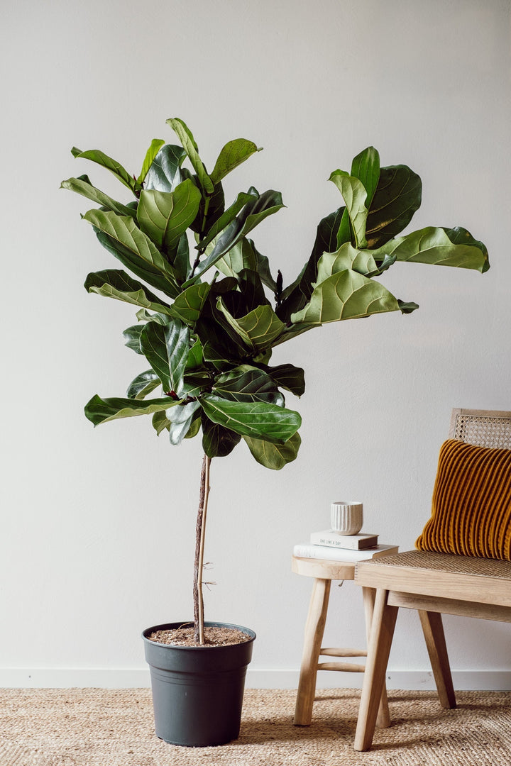 Ficus Lyrata Baum