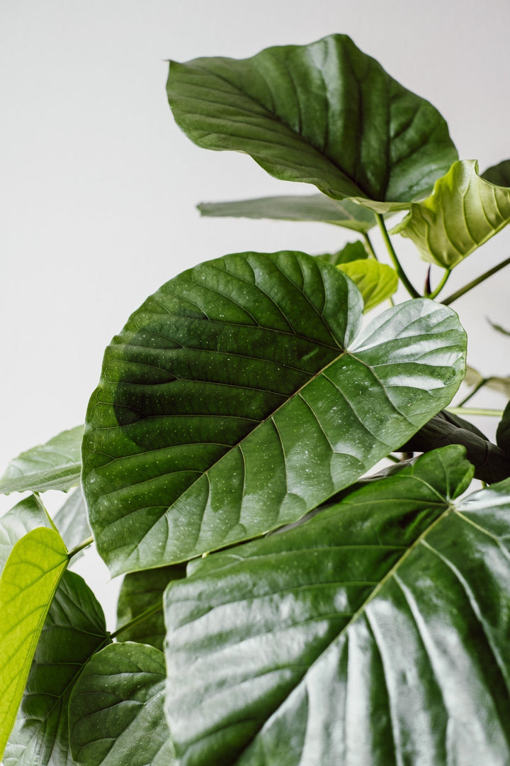 Ficus Umbellata