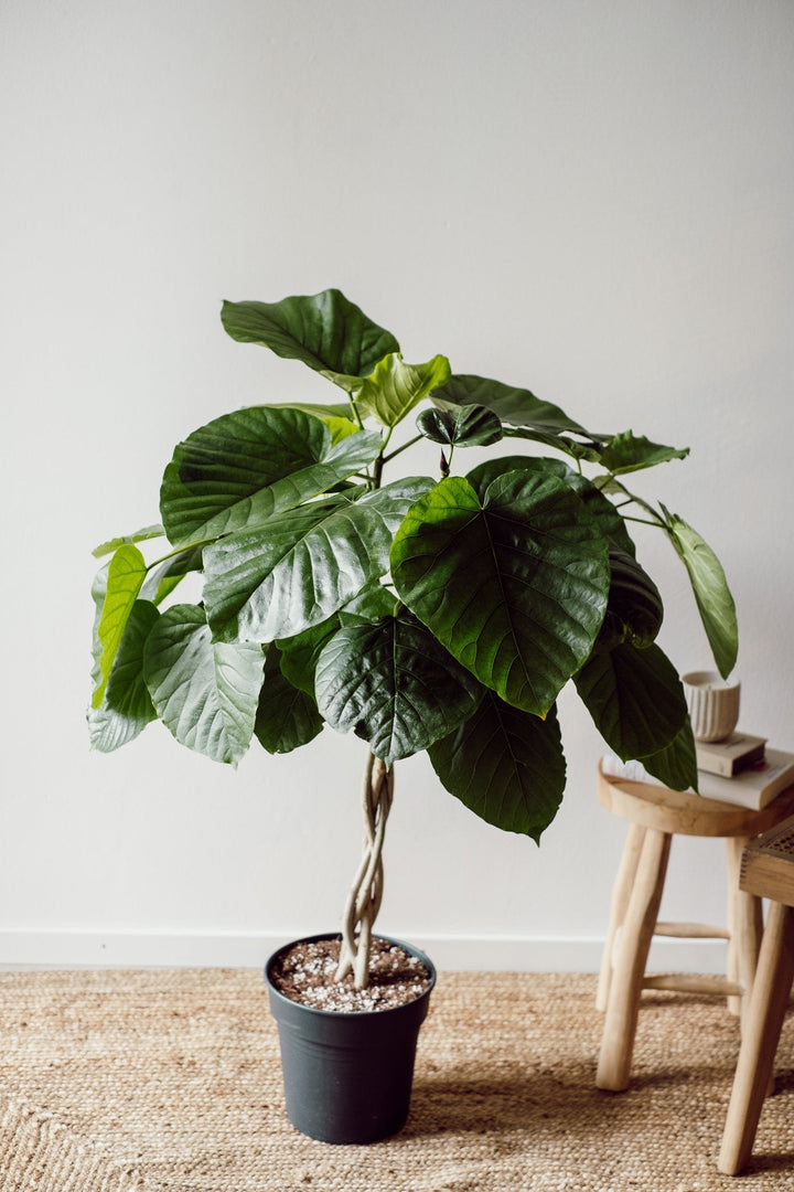 Ficus Umbellata