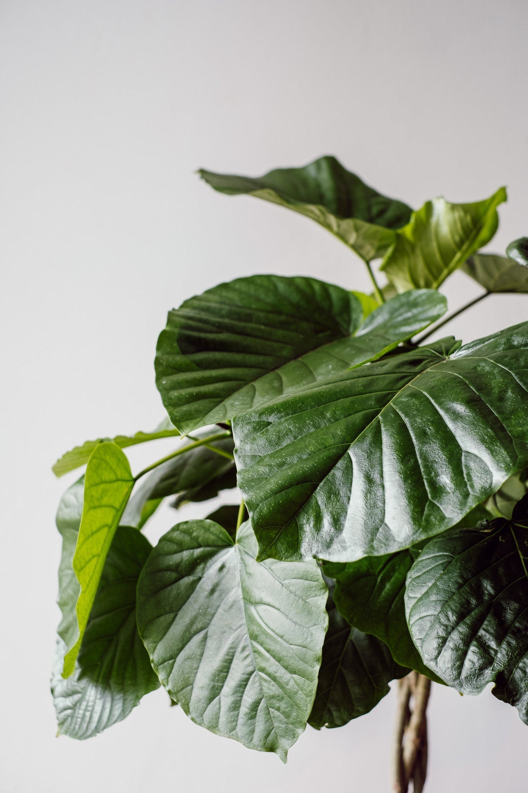 Ficus Umbellata