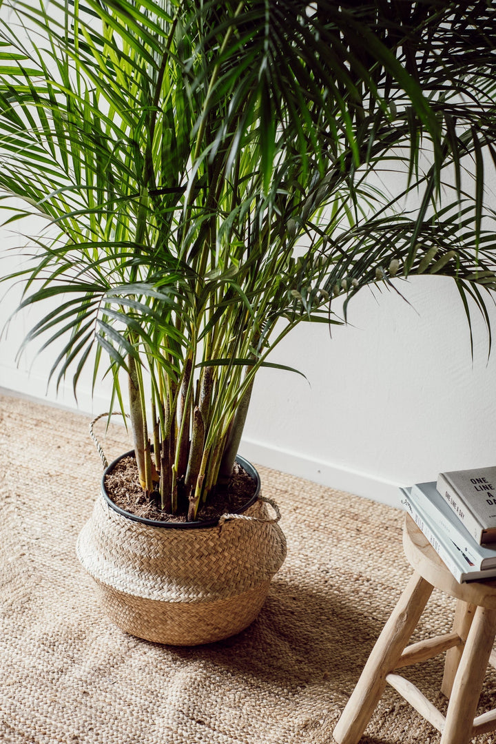 Goldfruchtpalme- Dypsis "Areca" (XXL) 180cm