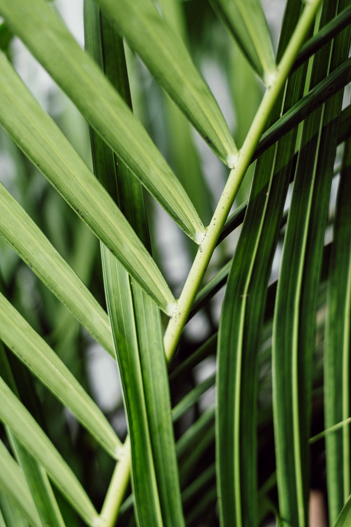 Goldfruchtpalme- Dypsis "Areca" (XXL) 180cm