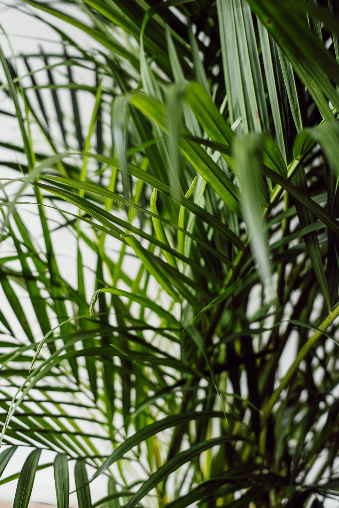 Goldfruchtpalme- Dypsis "Areca" (XXL) 180cm