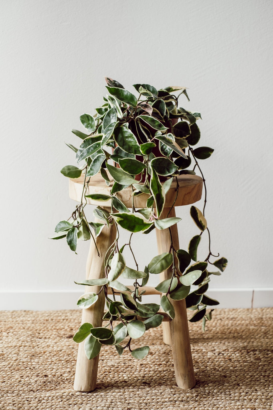Hoya carnosa Krimson Queen