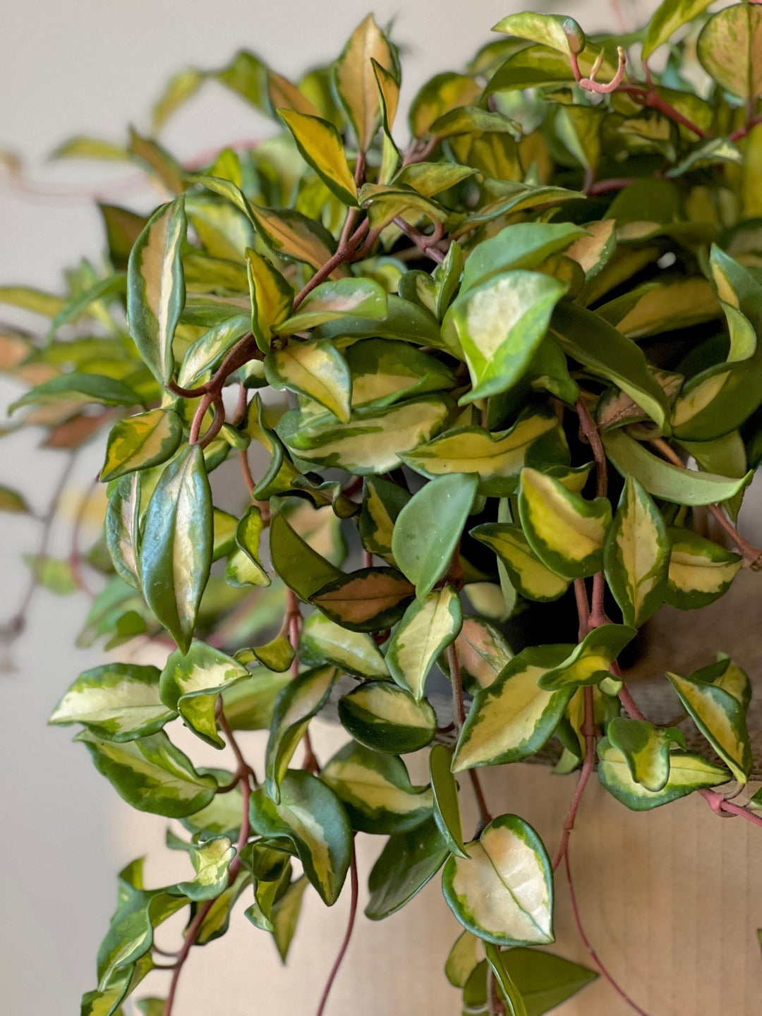 Hoya carnosa Tricolor