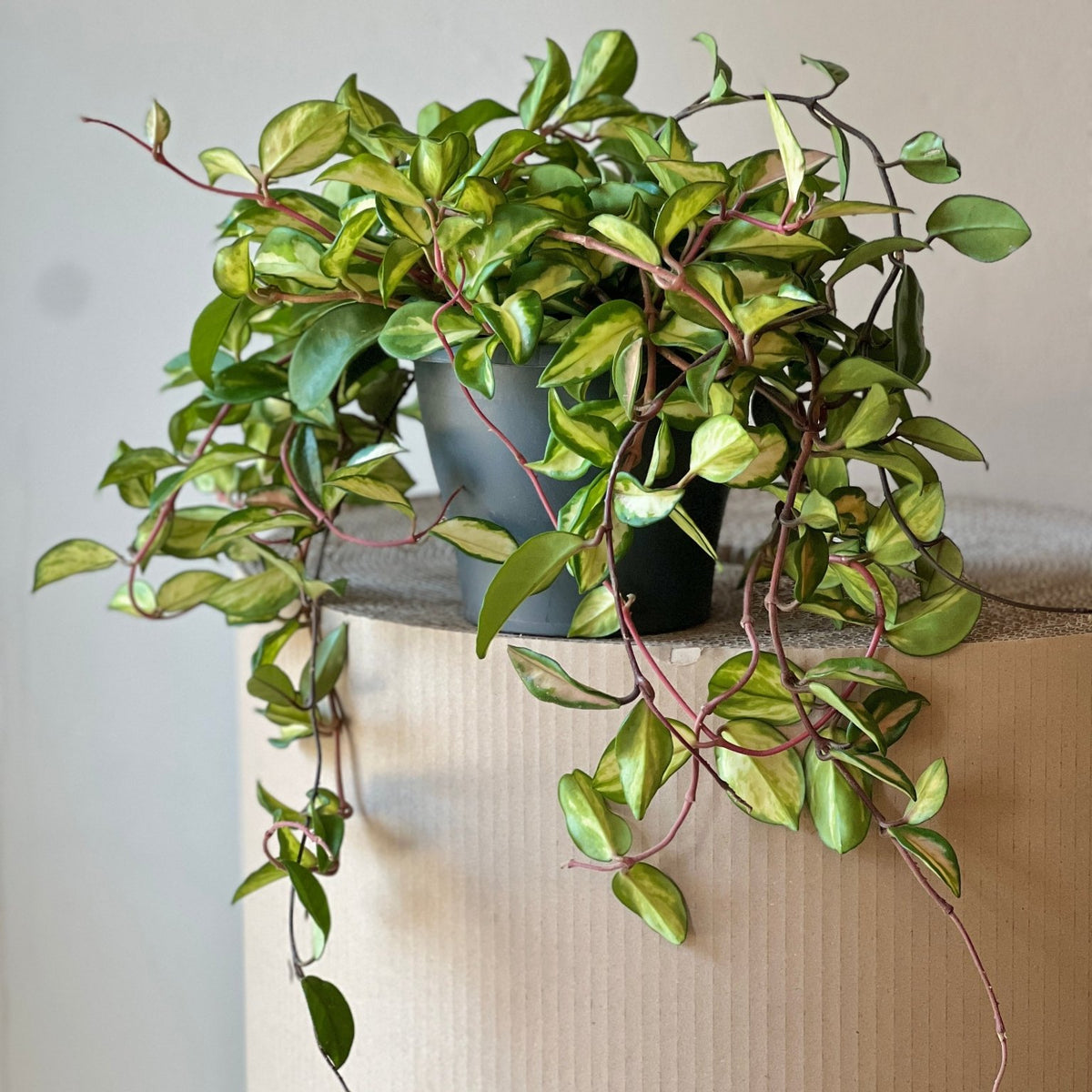 Hoya carnosa Tricolor - Exotische Hängepflanze