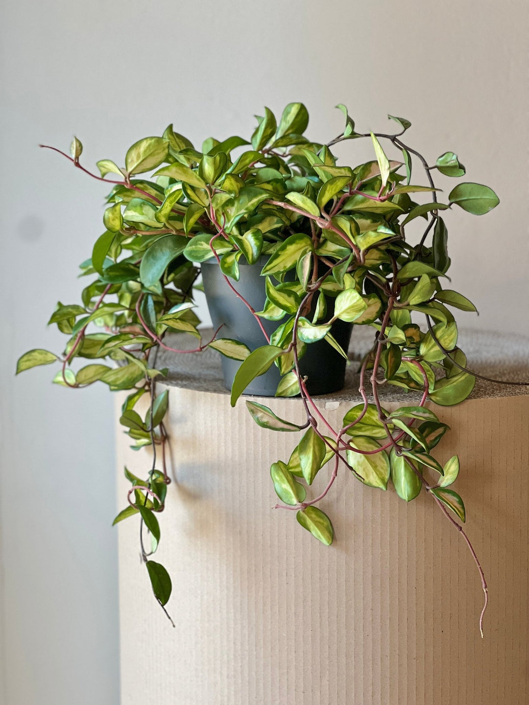 Eine lebhafte Hoya carnosa Tricolor - Exotische Hängepflanze von Viva tu Casa steht elegant in einem Topf auf einer beigen, zylindrischen Oberfläche, ihre Ranken hängen anmutig an der Seite herab. Obwohl sie leicht giftig ist, ist ihr Reiz unverkennbar. Die Szene ist vor einer schlichten, hellen Wand aufgebaut.