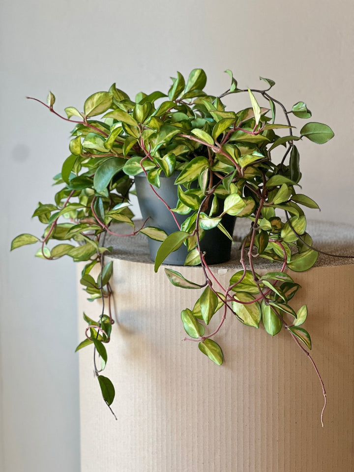 Eine lebhafte Hoya carnosa Tricolor - Exotische Hängepflanze von Viva tu Casa steht elegant in einem Topf auf einer beigen, zylindrischen Oberfläche, ihre Ranken hängen anmutig an der Seite herab. Obwohl sie leicht giftig ist, ist ihr Reiz unverkennbar. Die Szene ist vor einer schlichten, hellen Wand aufgebaut.