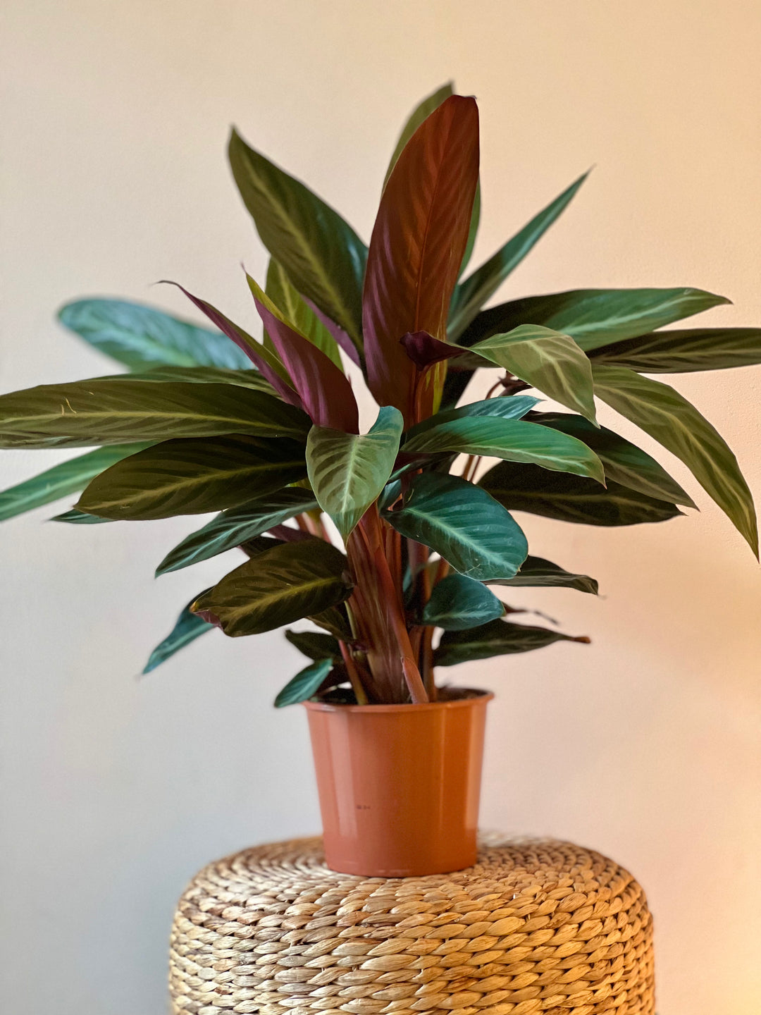 Eine Stromanthe Sanguinea - Exotische Pflanze von Viva tu Casa mit langen grünen Blättern mit dunkelroter Unterseite ist wunderschön auf einer geflochtenen Strohmatte vor einem einfachen, hellen Hintergrund ausgestellt. Sie ist dafür bekannt, nicht giftig zu sein und bringt einen lebendigen Spritzer Grün in jede Umgebung.