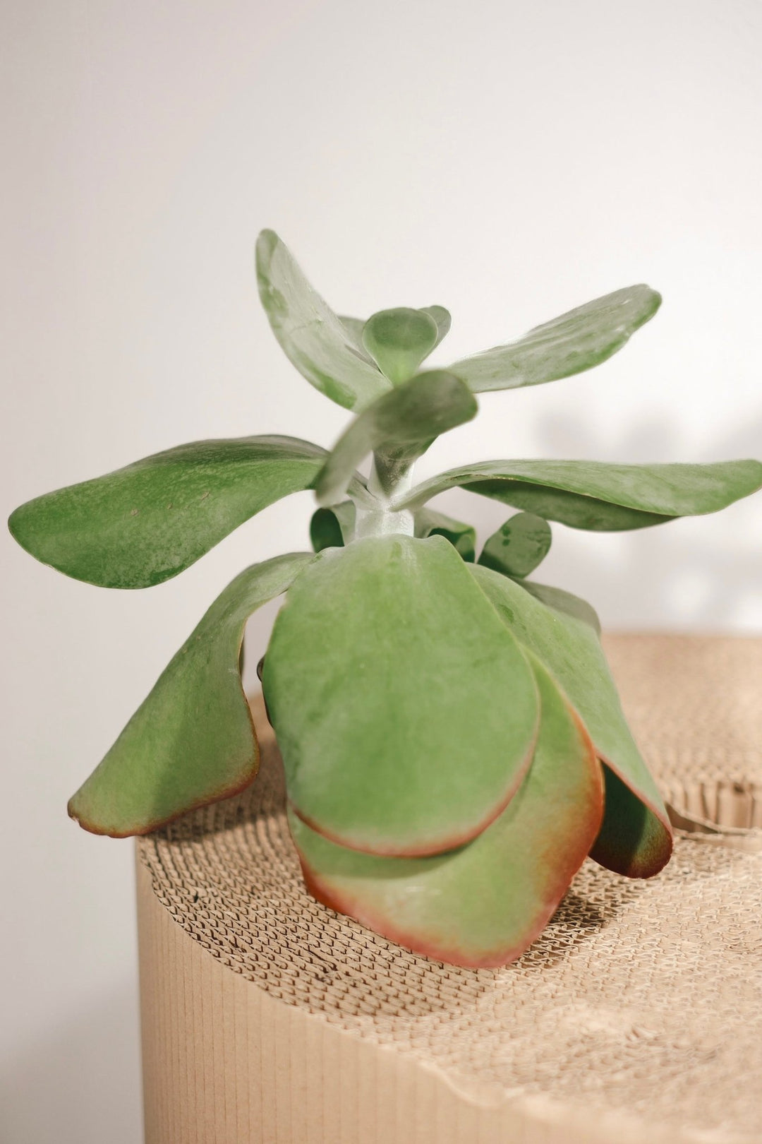 Die Kalanchoe thyrsiflora - Sukkulente mit großen Blättern von Viva tu Casa mit breiten grünen Blättern mit rötlich gefärbten Rändern ruht auf einer strukturierten, zylindrischen Oberfläche. In sanftes Sonnenlicht getaucht, betont der verschwommene und neutrale Hintergrund das leuchtende Laub dieser Sukkulente.