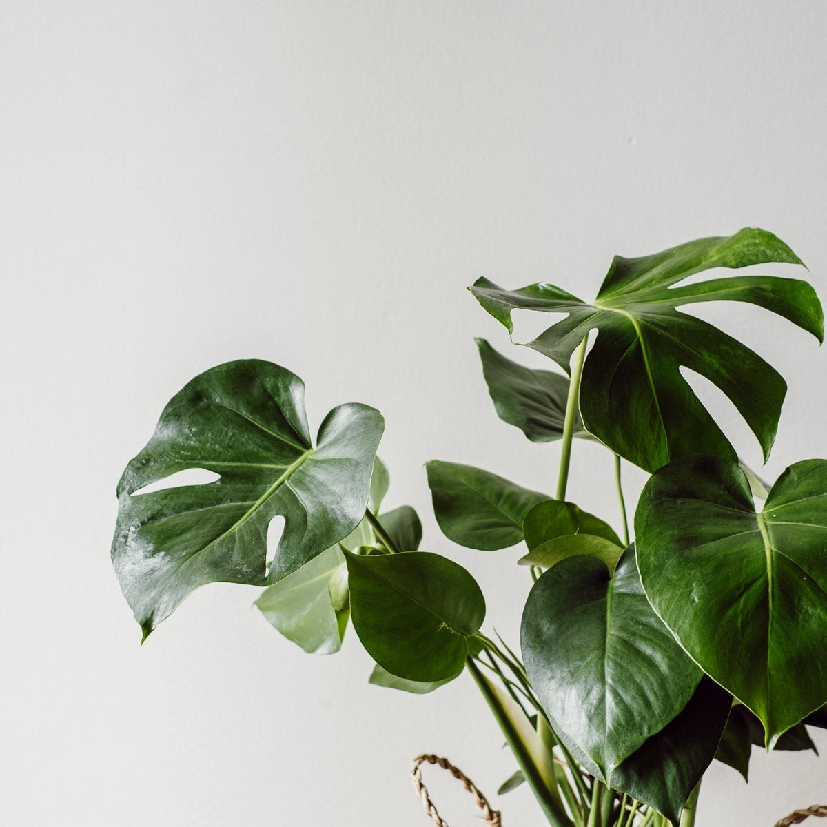 Monstera Deliciosa - Pflegeleichte Pflanze