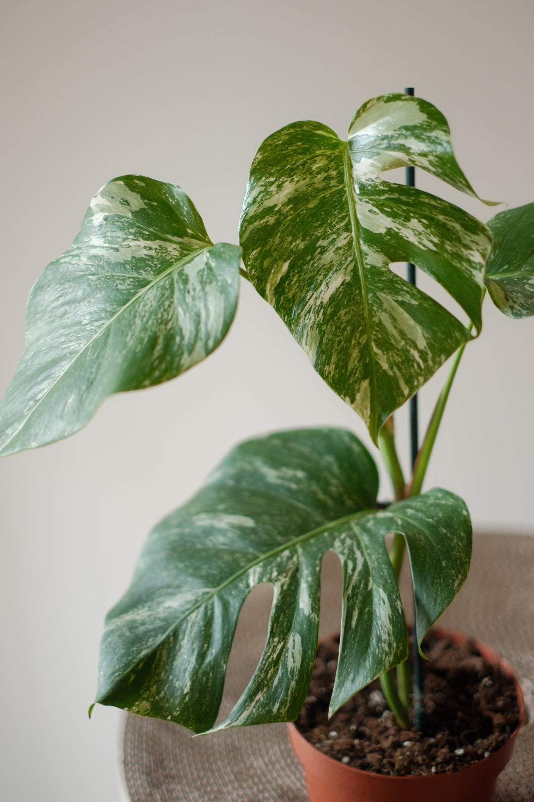 Monstera Variegata