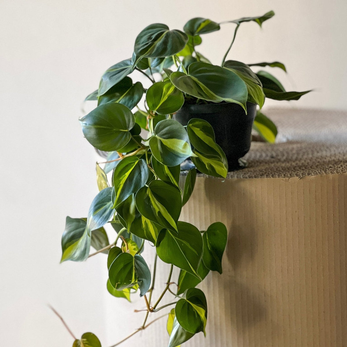 Philodendron Brasil - M Pflanze