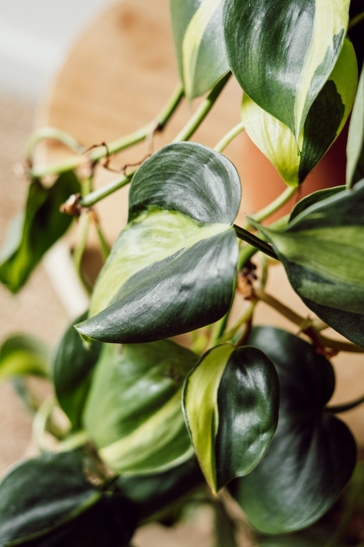 Philodendron Brasil Hängepflanze