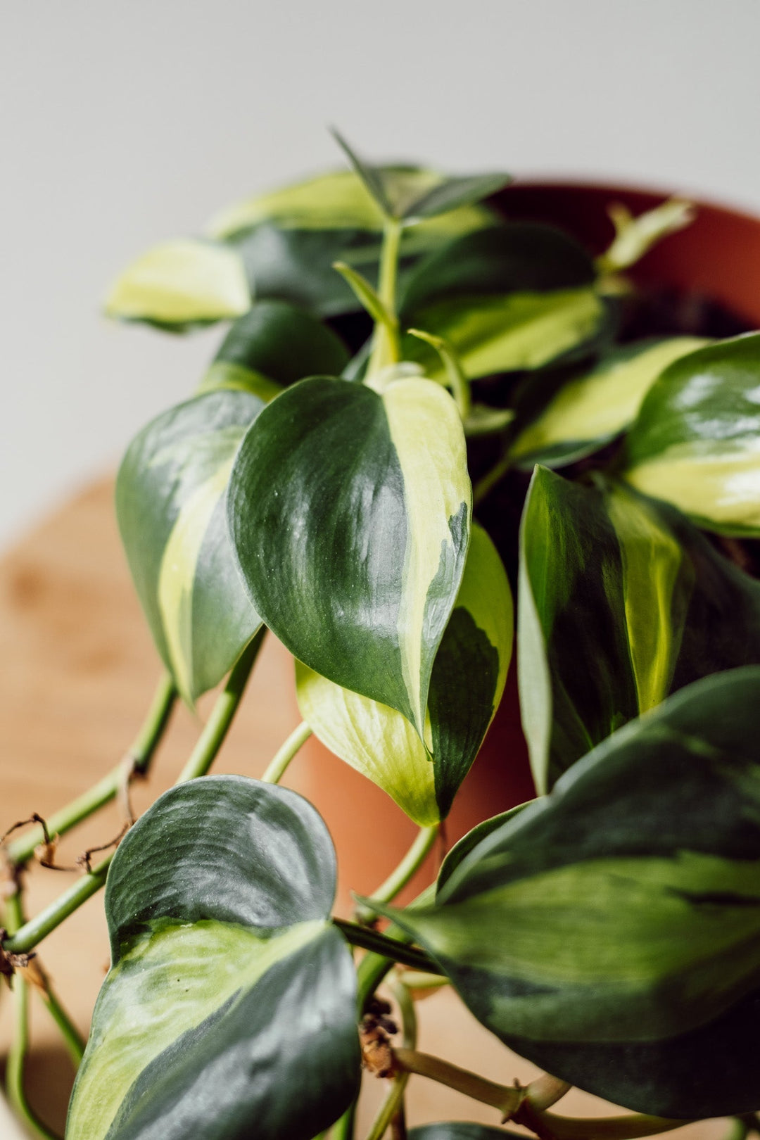 Philodendron Brasil Hängepflanze