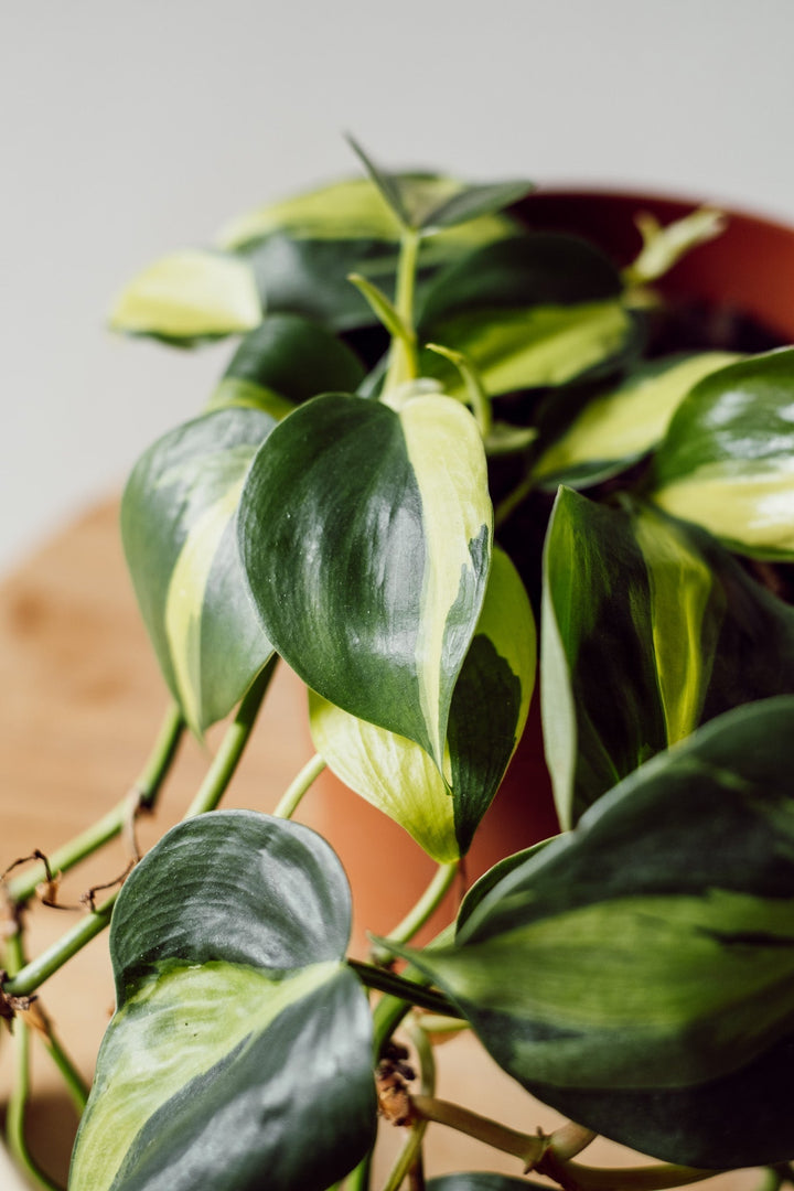 Philodendron Brasil Hängepflanze