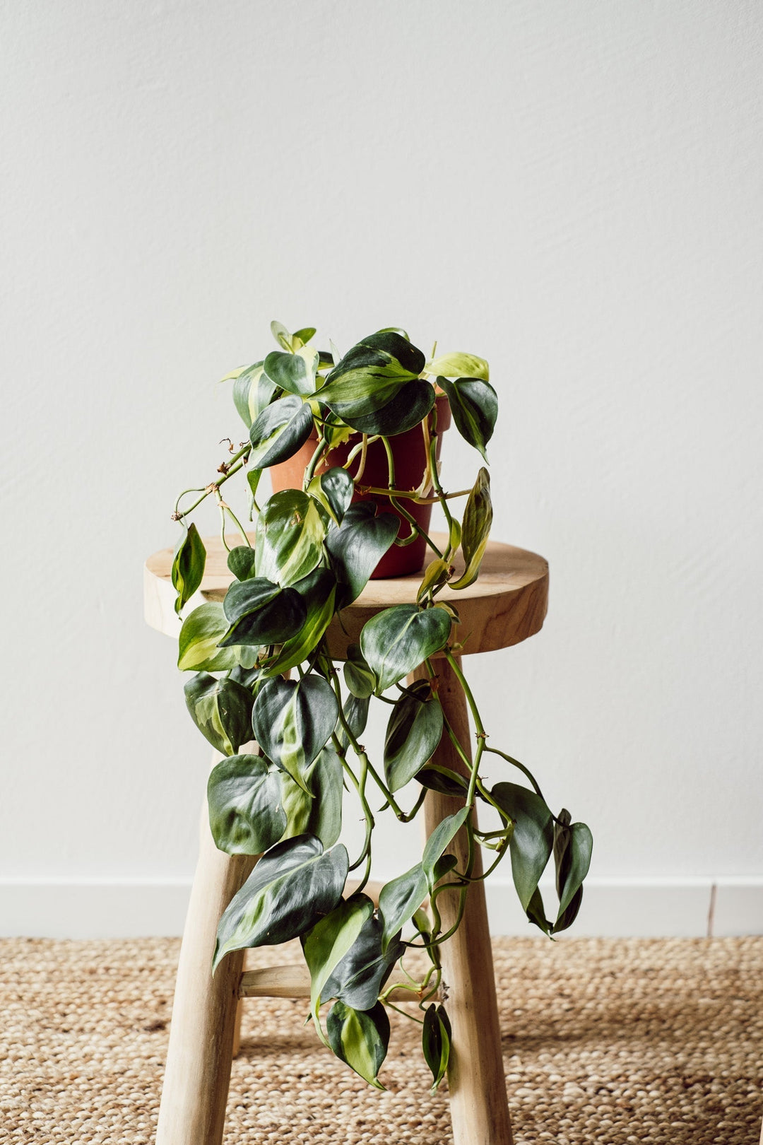 Philodendron Brasil Hängepflanze