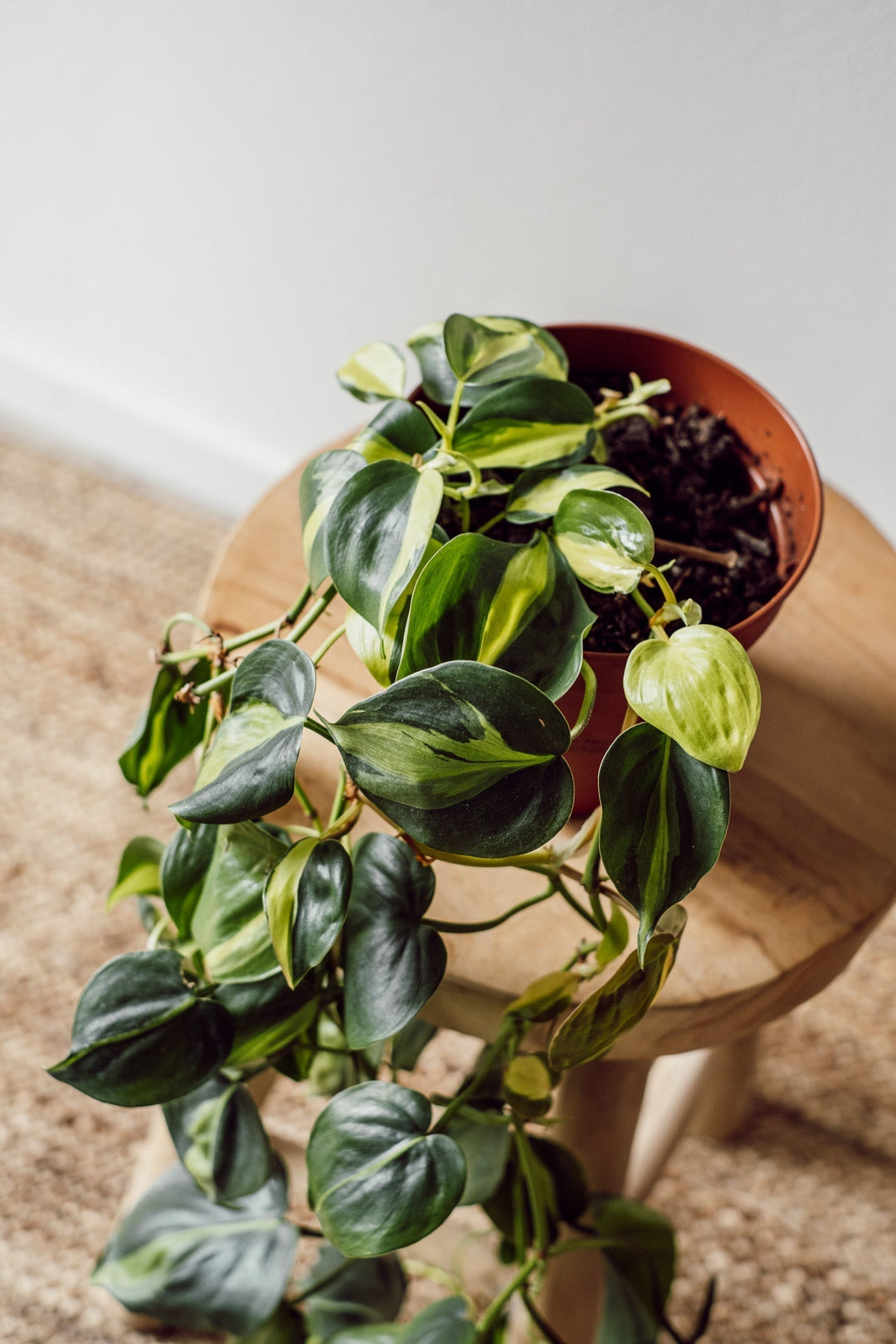Philodendron Brasil Hängepflanze