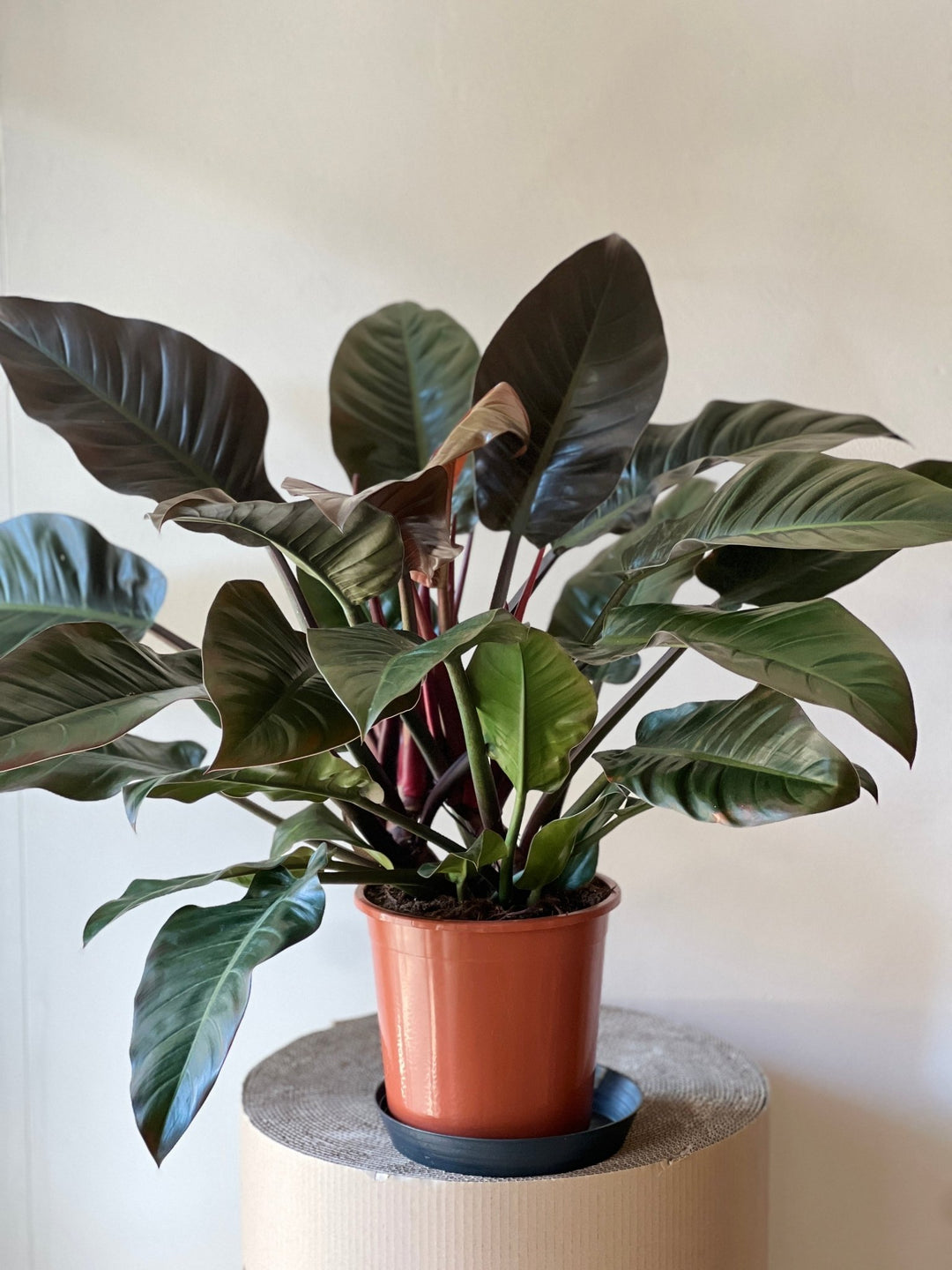 Eine Philodendron Imperial Red - XL Pflanze von Viva tu Casa mit breiten Blättern in Grün- und Dunkelburgundertönen steht elegant in einem terrakottafarbenen Topf auf einer hellbraunen Holzoberfläche vor einer schlichten, hellen Wand. Ihr Laub zeichnet sich durch dunkle, glänzende Blätter aus.
