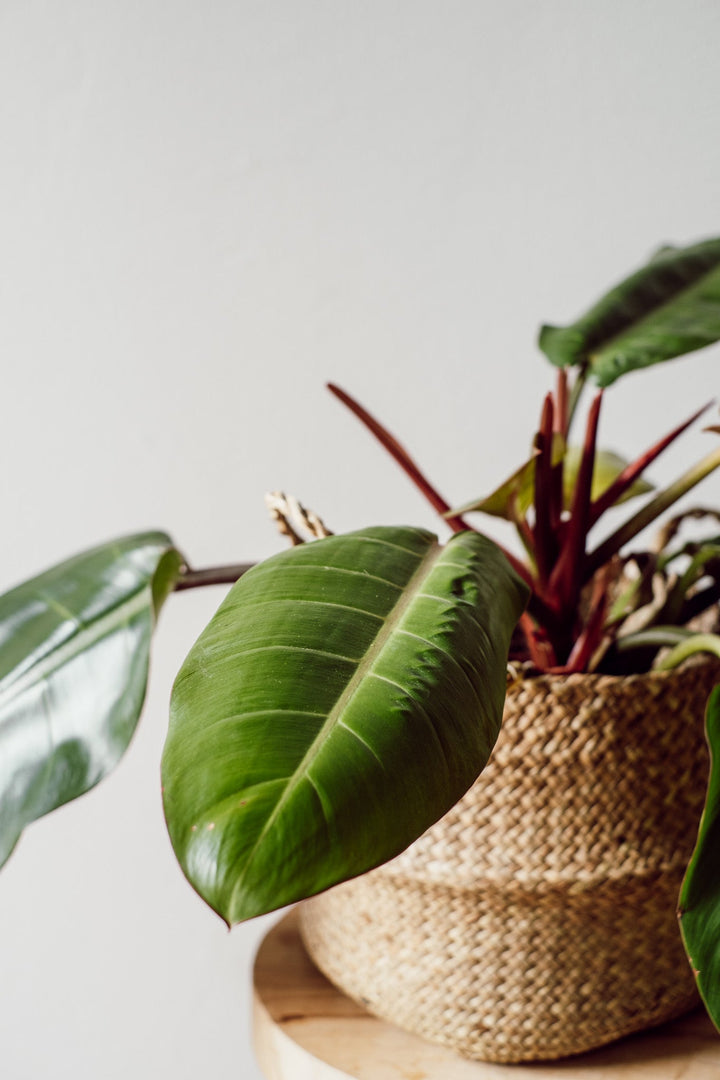 Philodendron Prince of Orange
