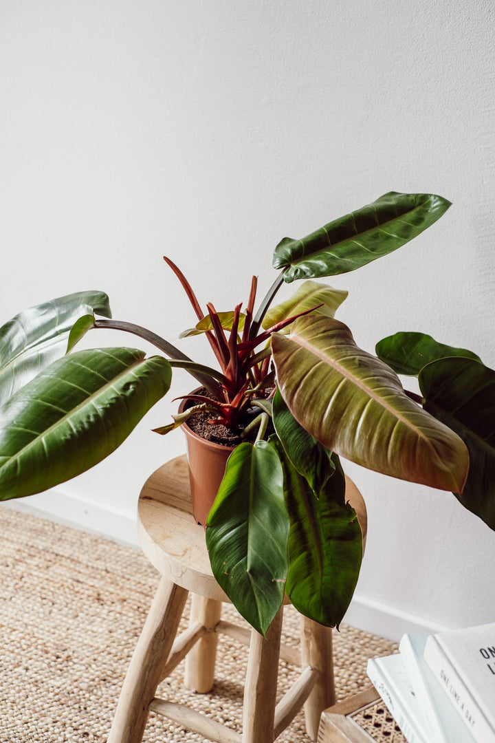 Philodendron Prince of Orange