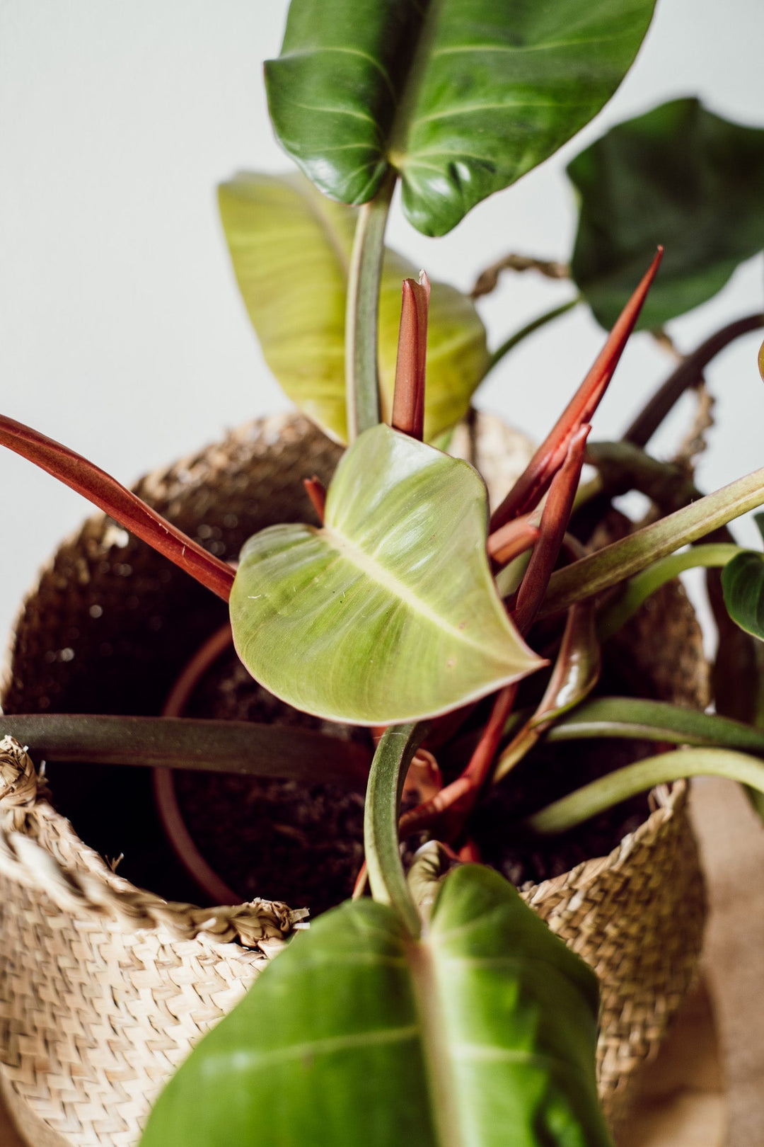 Philodendron Prince of Orange