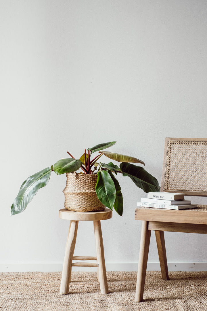 Philodendron Prince of Orange