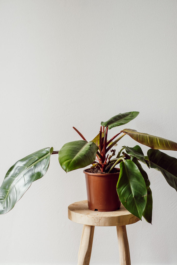 Philodendron Prince of Orange