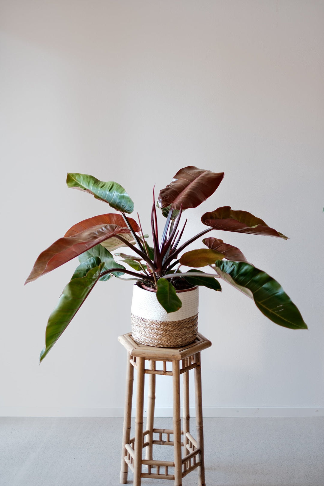 Eine Philodendron Prince of Orange - XL Pflanze von Viva tu Casa mit großen, glänzend grünen und rotbraunen Blättern steht elegant auf einem geflochtenen Korbständer vor einer schlichten weißen Wand.