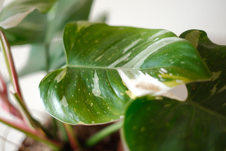 Philodendron white princess