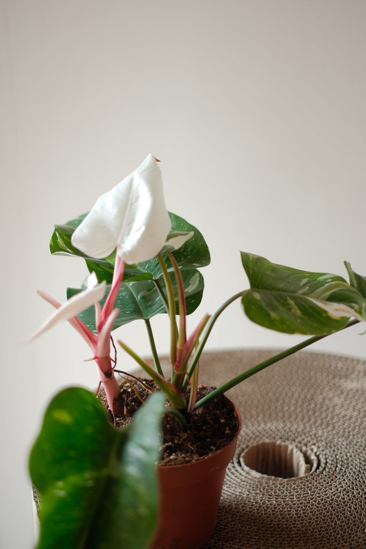 Philodendron white princess