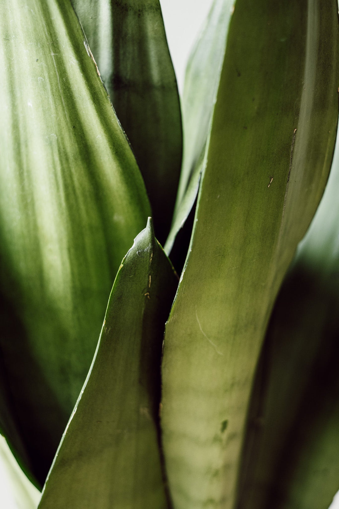 Sansevieria Moonshine