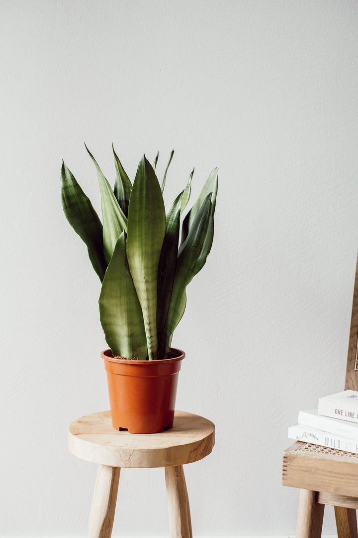 Sansevieria Moonshine