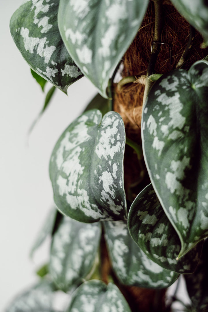 Scindapsus "Trebie" XL