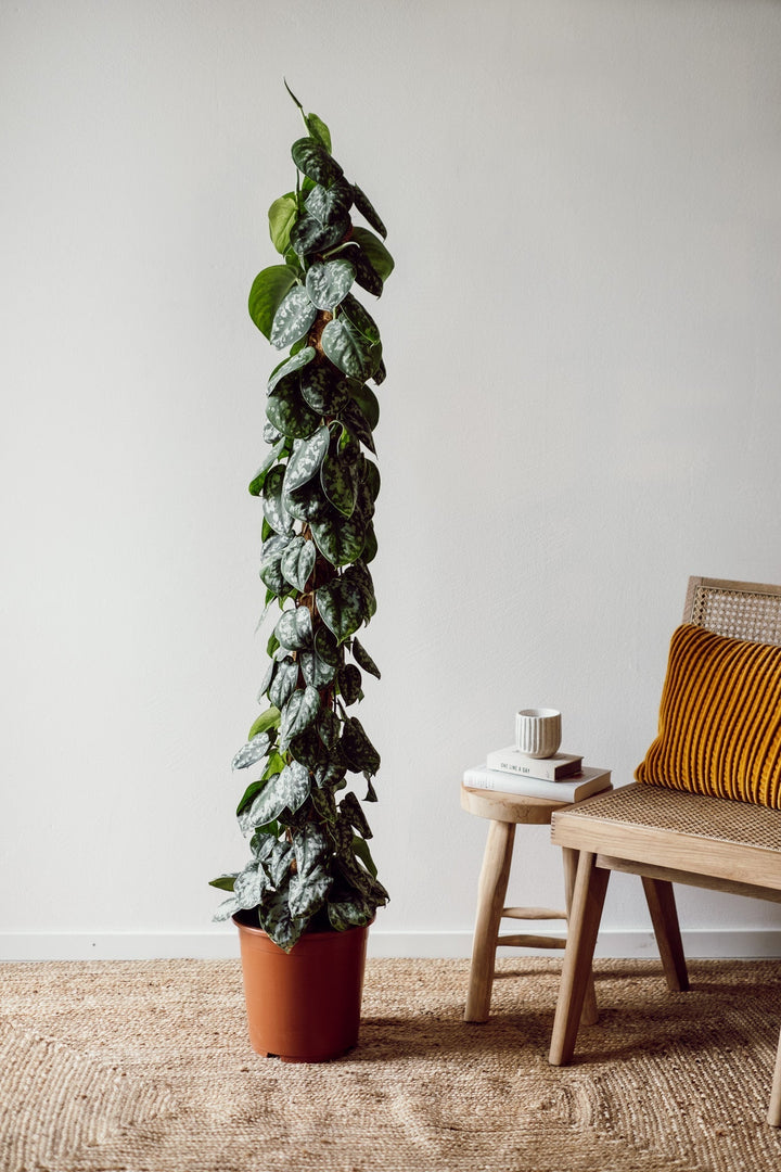 Scindapsus "Trebie" XL