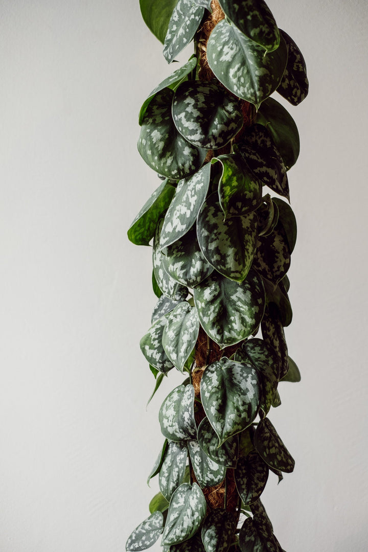 Scindapsus "Trebie" XL