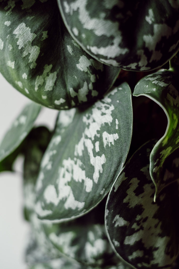 Scindapsus "Trebie" XL